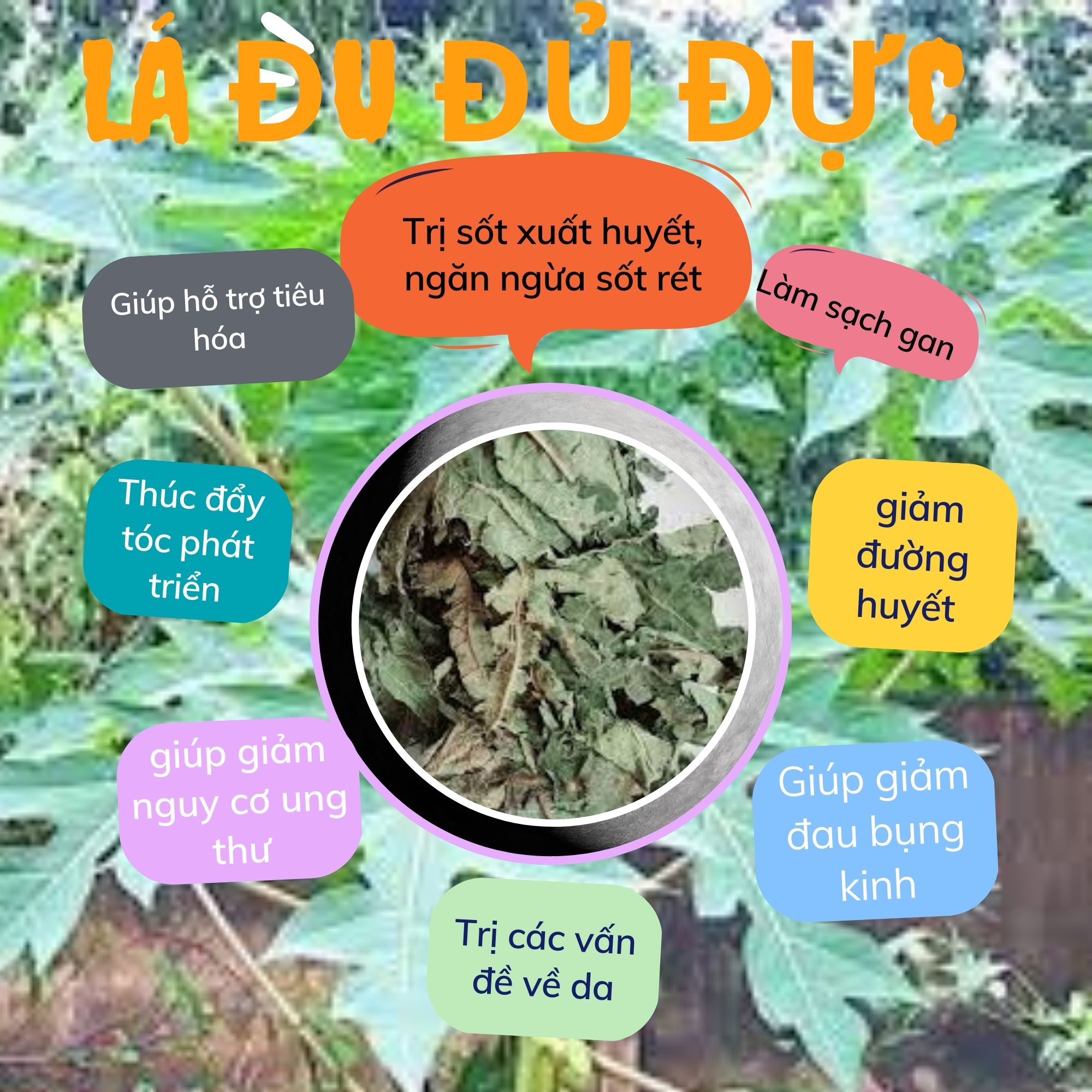 A kí-lô-gram leaves papaya dried and amazing effect bring health people