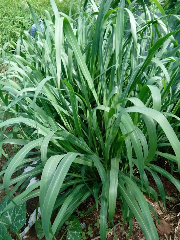 Gói 100g cỏ sả lá lớn Mombasa Ghine