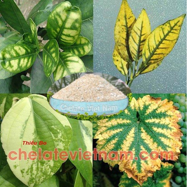 Phân bón vi lượng Combi Chelate (gói 100g)