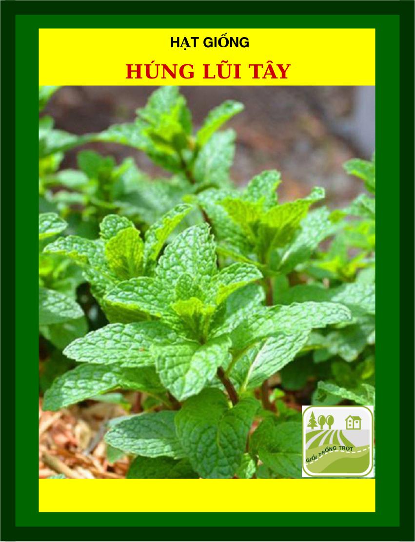 Hạt Giống Rau Húng Lũi Tây - 3090 Hạt