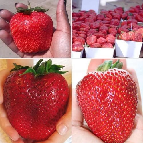 Hạt giống dâu tây đỏ khổng lồ ( 50 hạt/Kèm gói kích thích hạt nảy mầm )