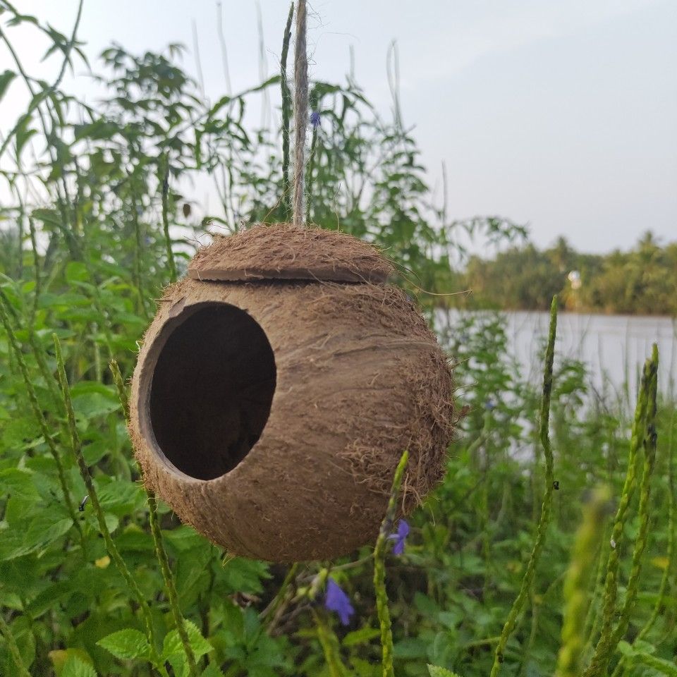 Tổ chim gáo dừa trơn