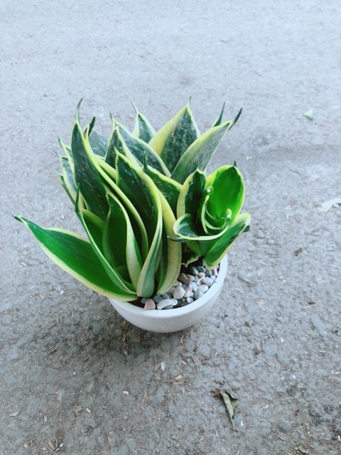 [HCM]Chậu Lưỡi Hổ Thái Xanh