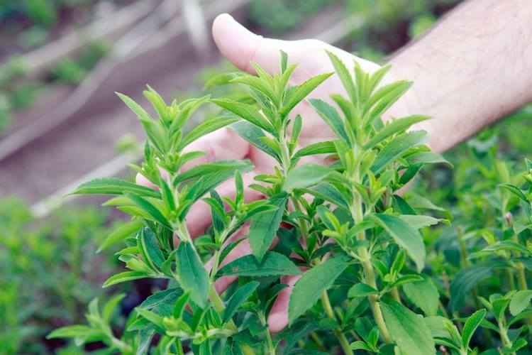 Hạt giống cây cỏ ngọt gói 0.1gr