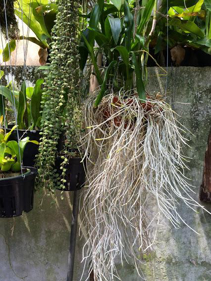 Phân Bón Kích Rễ N3M 500g Siêu Ra Rễ
