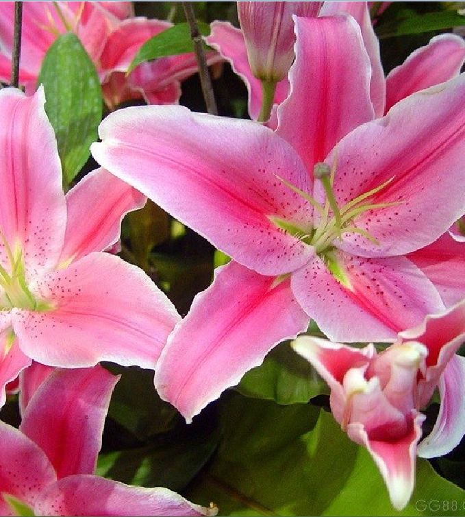 Hạt giống hoa ly châu phi nhiều màu - 50 hạt