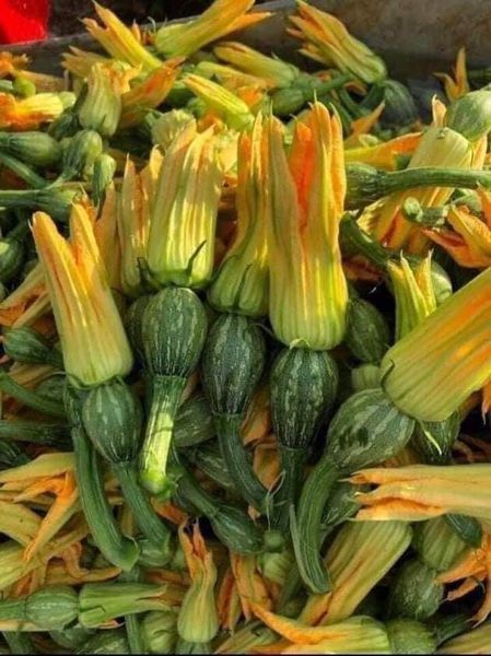 Hạt giống bí siêu nụ gói 20 hạt