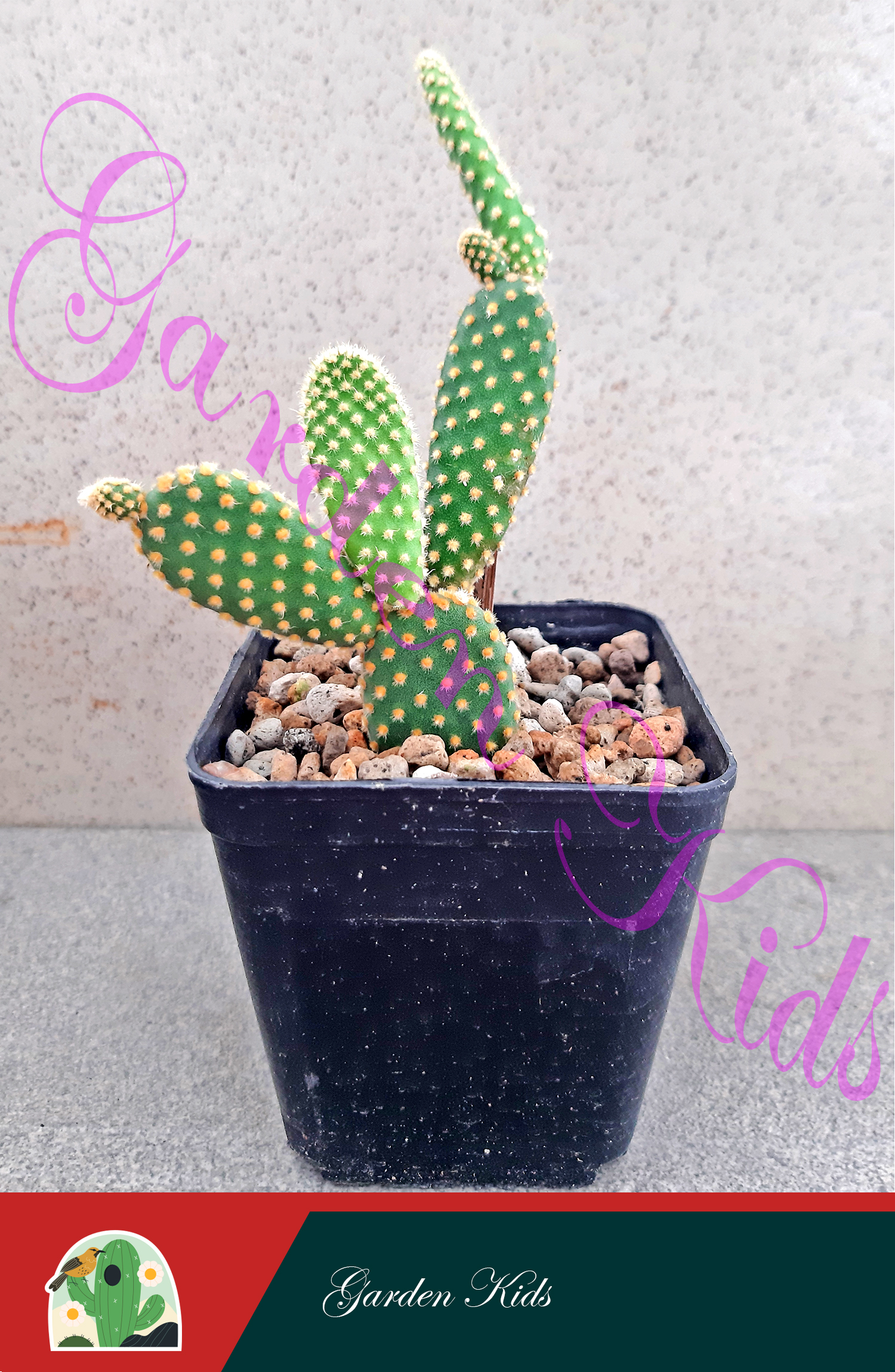 Xương rồng tai thỏ (Opuntia Rufida)