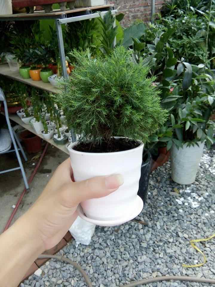 Tùng Bồng Lai