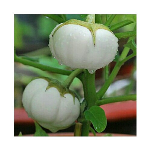 Hạt Giống Cà Dĩa Trắng Gói 1gr