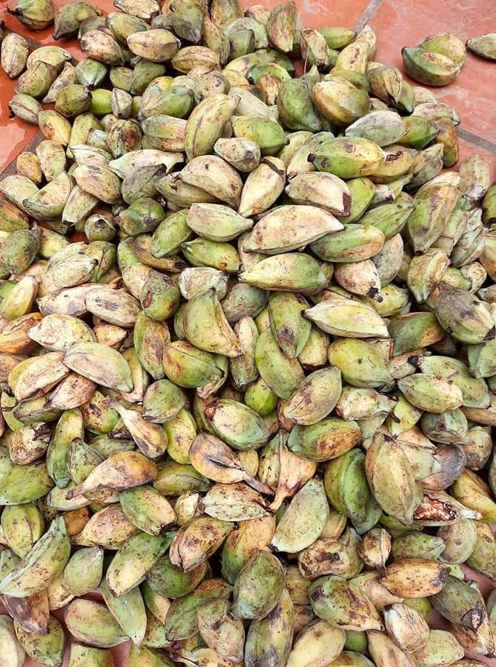 Sâm cau đỏ tây bắc