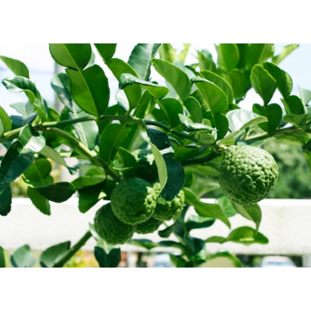 Cây chanh chúc Thái lan giống