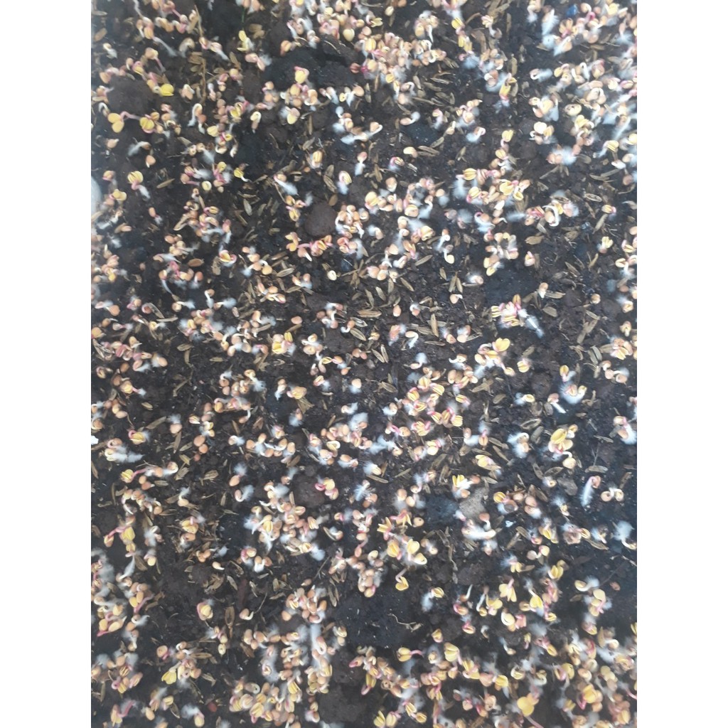 [HCM][Gói 20g] Hạt giống Rau Mầm đỏ