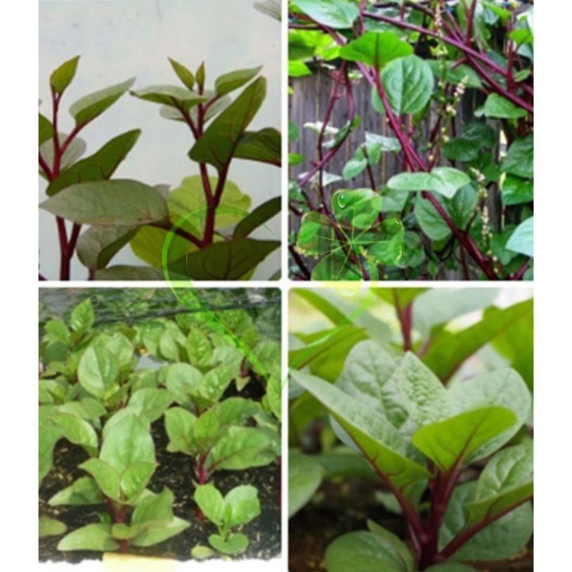 Hạt giống mồng tơi đỏ - gói 1 gram