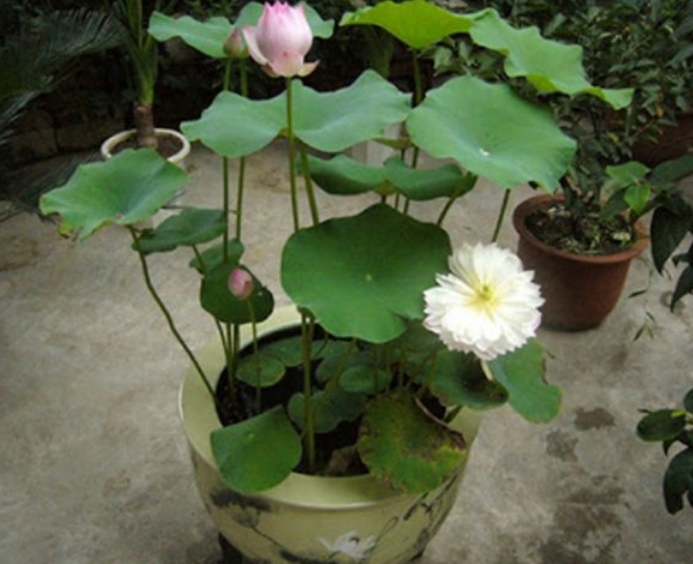 5 HẠT GIỐNG HOA SEN MINI NHẬT BẢN