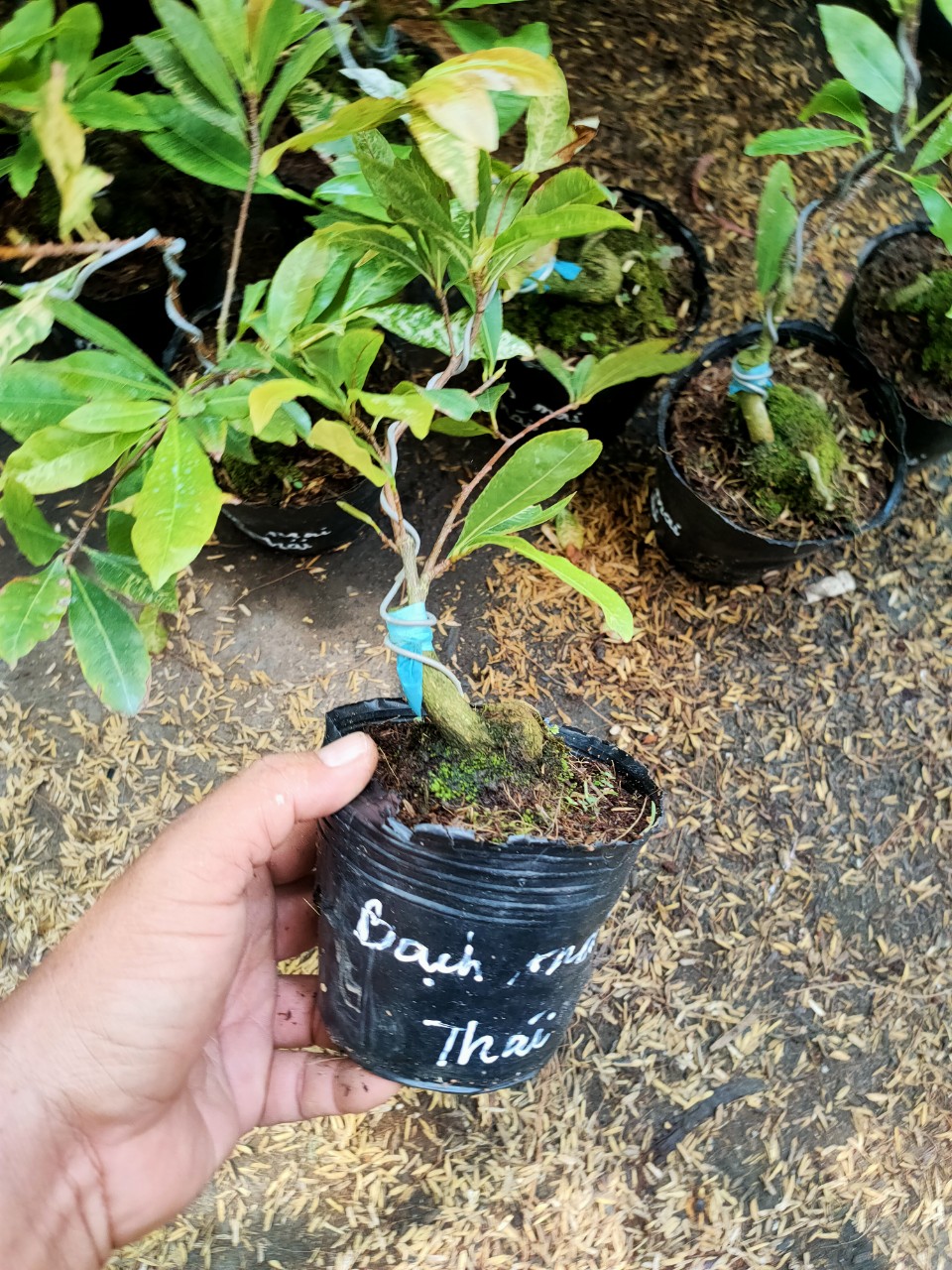 Cây Bạch mai Thái (cánh hoa khoảng 24 cánh)