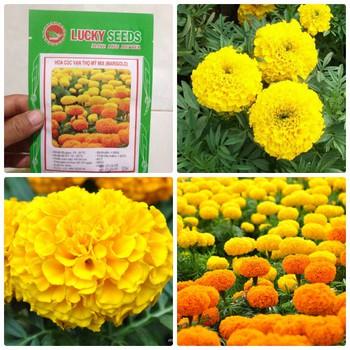 Hạt giống hoa Cúc Vạn Thọ Mỹ  - 50 hạt
