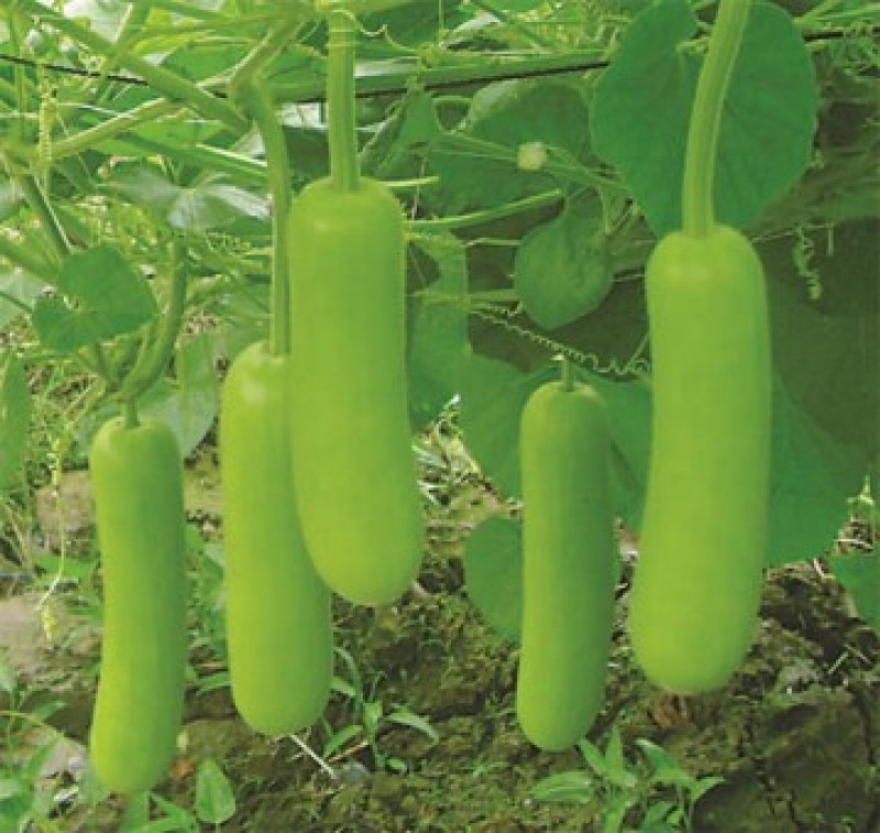 Hạt giống bầu lai siêu quả F1 - Gói 10 hạt