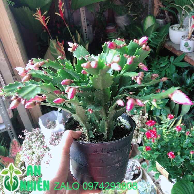 Chậu cây càng cua