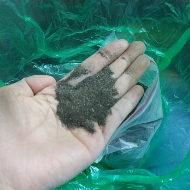 Hạt Giống Cây Nhân Trần - ( cây dược liệu) - Gói 200 hạt