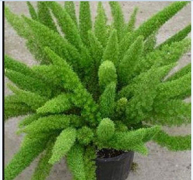 Hạt giống cây Tùng Đuôi Chồn (Trúc Thiên Môn) Gói 5 Hạt  - VTNT