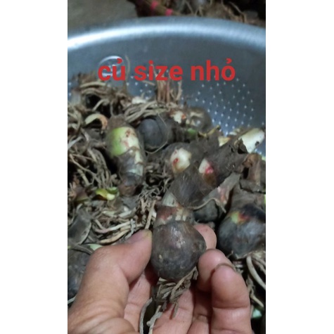 Củ hoa huệ tây( đỏ nhung ) gửi củ như hình 3