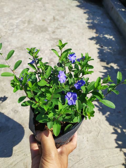 Hoa Thanh Tú - Cây cảnh sân vườn