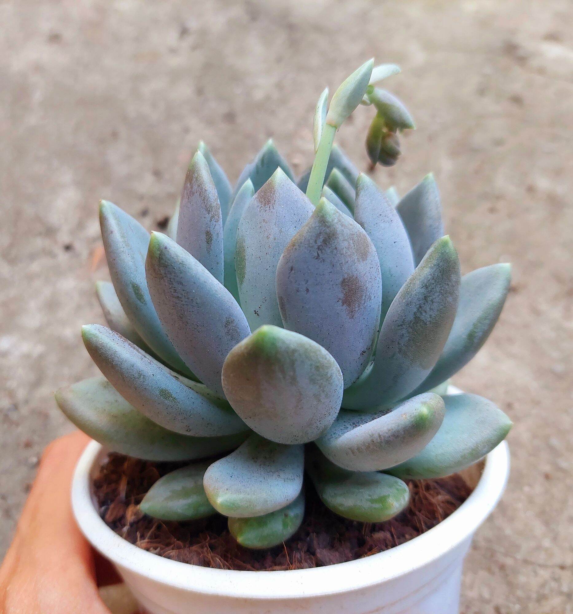 Sen đá SỎI XANH size trung 8-10 cm