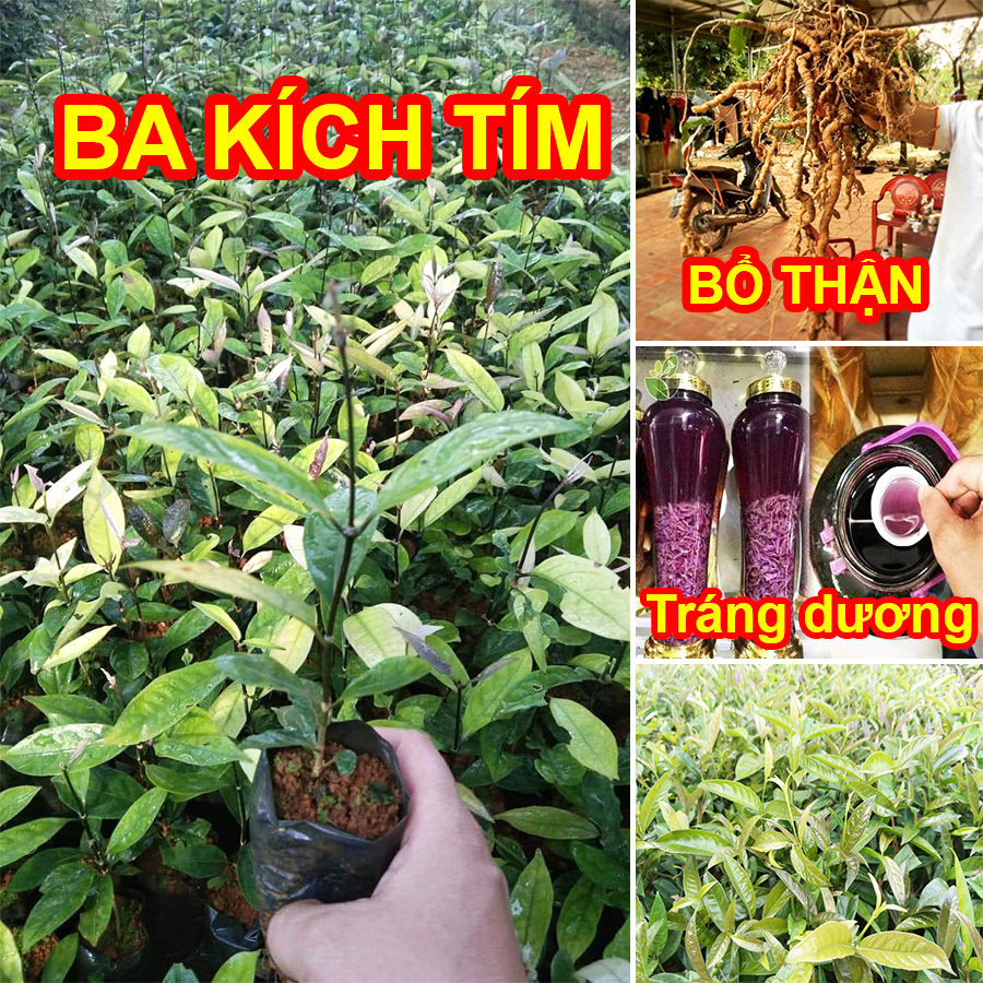 [Cây dược liệu] Cây Giống Ba Kích Tím Bổ Thận, Tráng Dương (Lỗi 1 đổi 1)