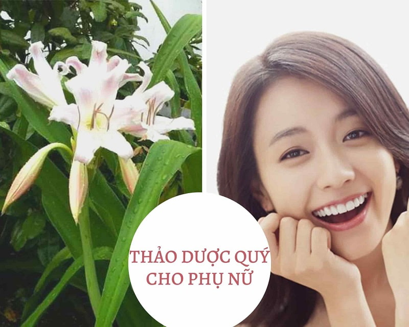 Trinh nữ hoàng cung 500 gam khô