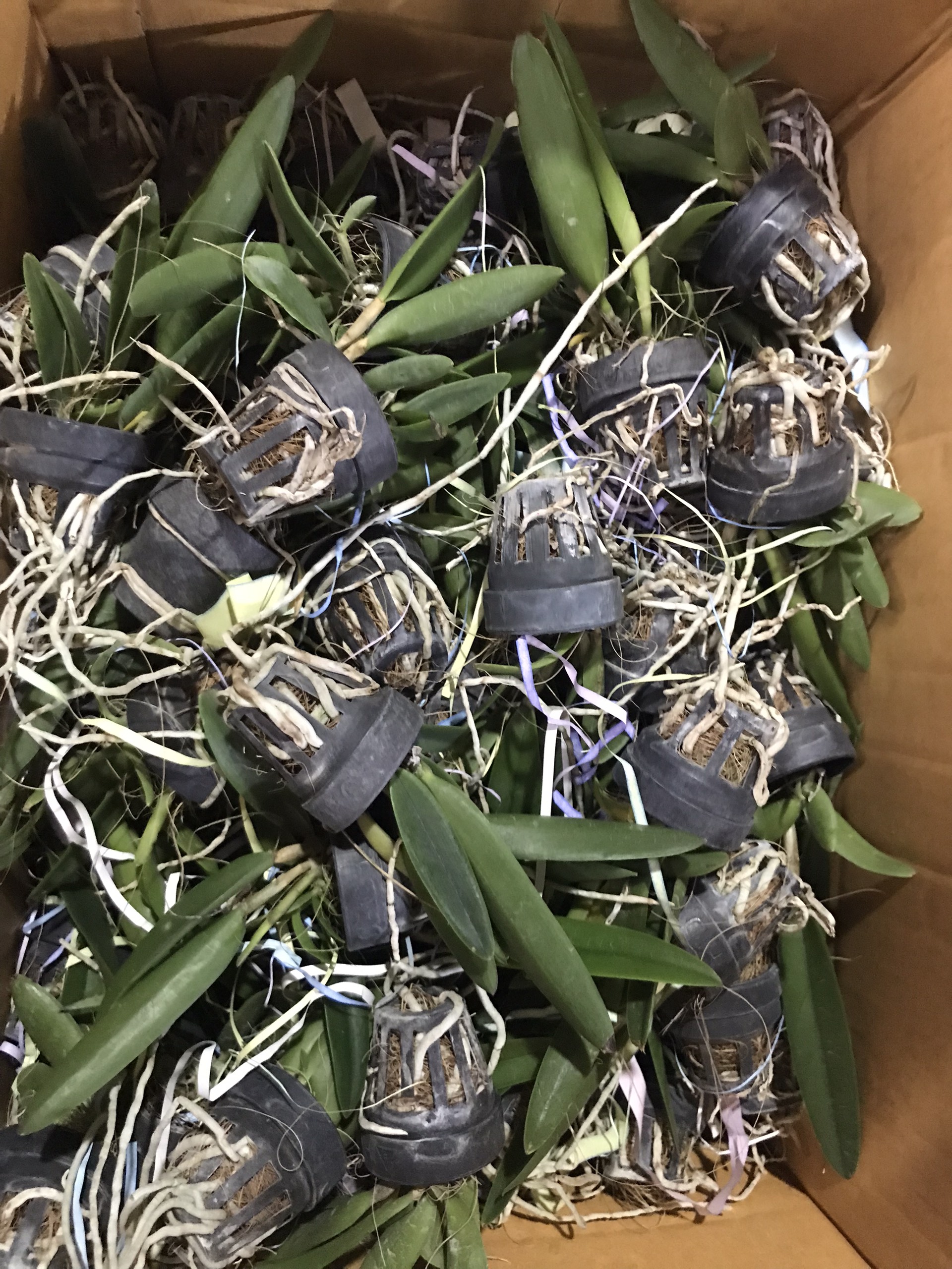 Brass Phoenix Fire Seedling