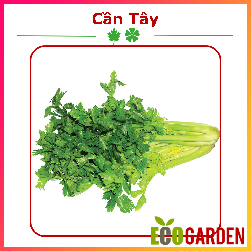 Hạt Giống Cần Tây Thera (ECO.254)