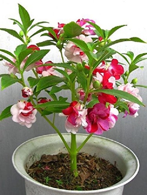 Hạt Hoa Móng Tay Nhiều Màu - Gói 1 Gram