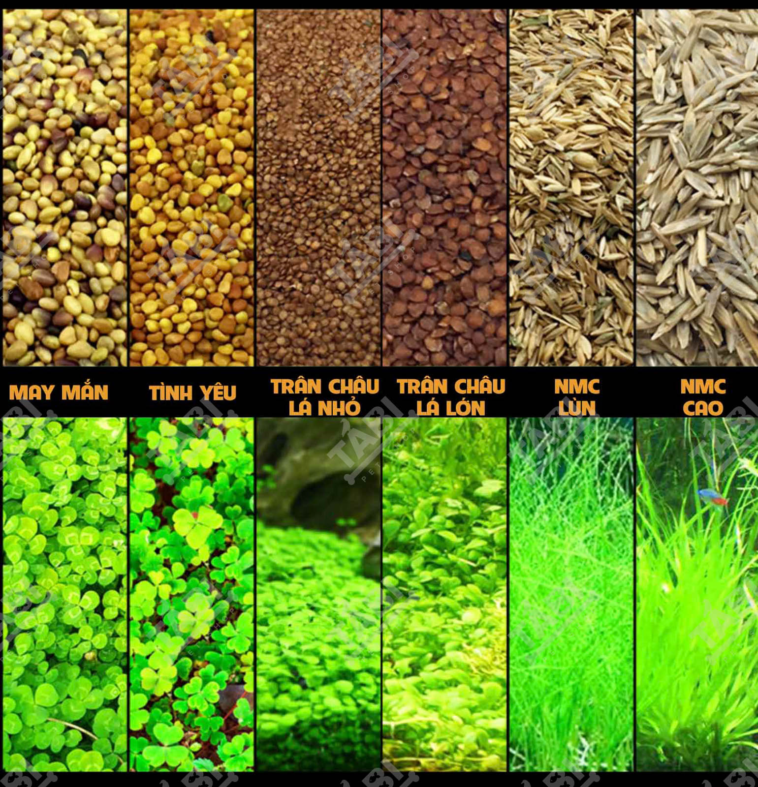 Hạt Giống Thuỷ Sinh - Cây Trồng Thuỷ Sinh