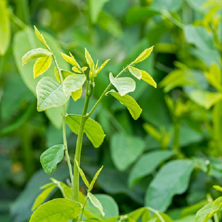 Hạt giống Rau Bồ Ngót Siêu Ngọn gói 1gr~40 hạt- Rau Bồ Ngót trồng quanh năm, sinh trưởng khỏe, dễ trồng, Năng suất cao