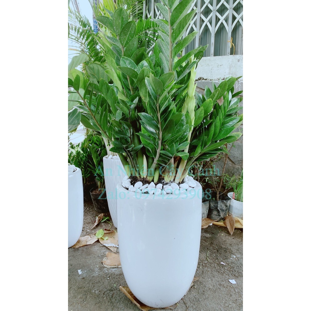 Chậu Cây Kim Tiền Lớn (chỉ giao hoả tốc hcm)