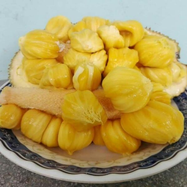 Giống mít tứ quý