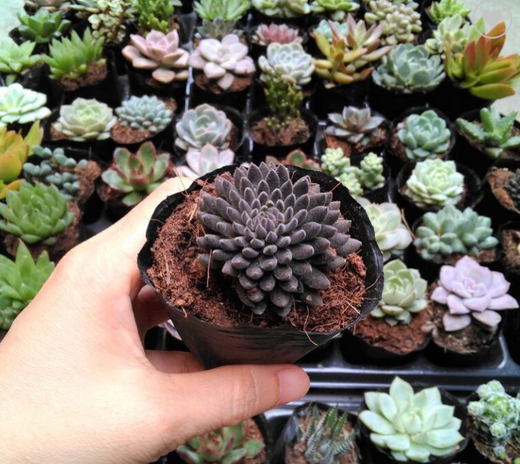 Sen đá nhím đen - Đà Lạt - Lỗi 1 đổi 1