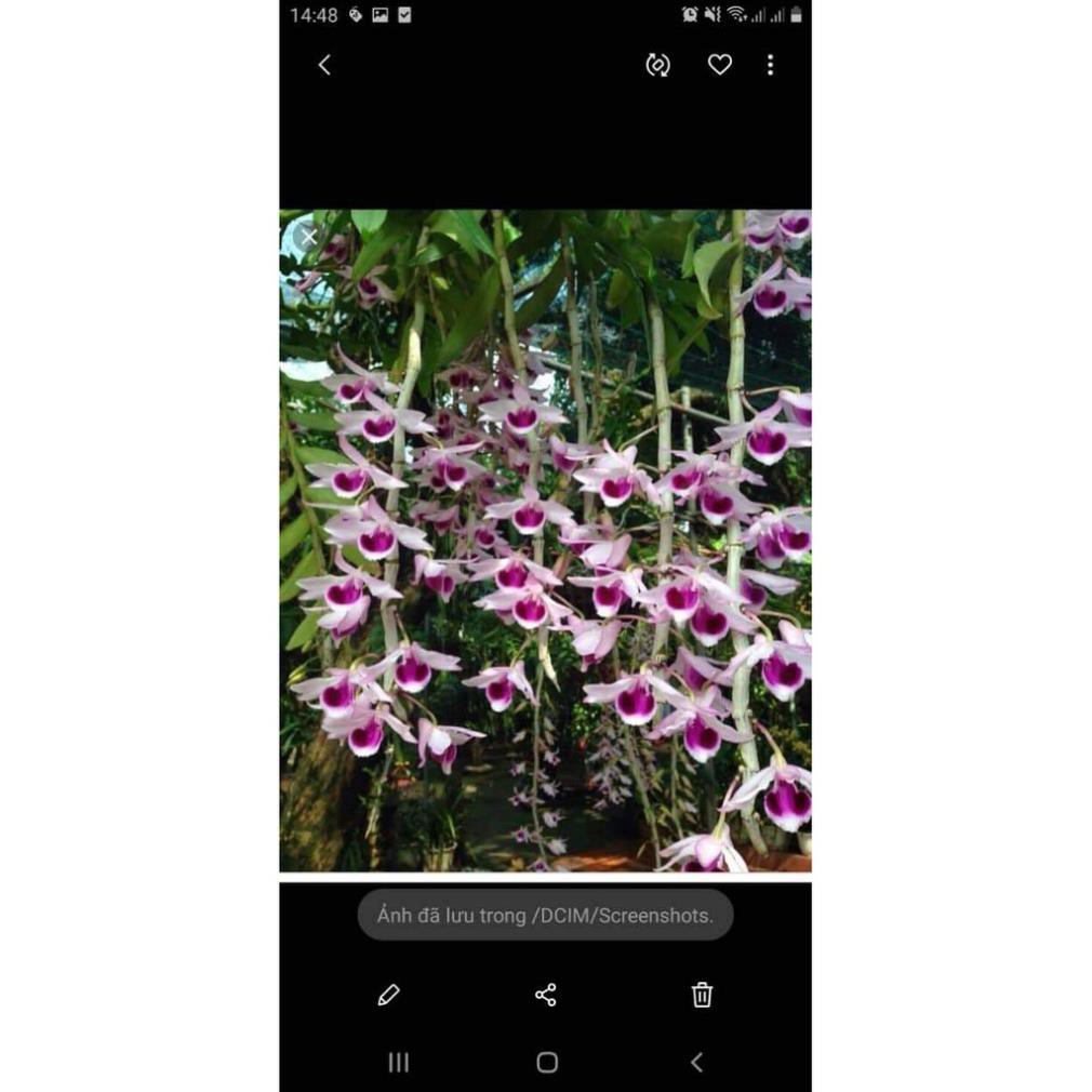 [FREESHIP - Xả Khô Máu] Hoa phong lan Phi điệp hòa bình