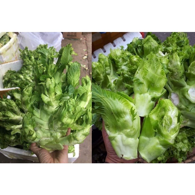 200h - #hạt_giống_cải_mầm_đá