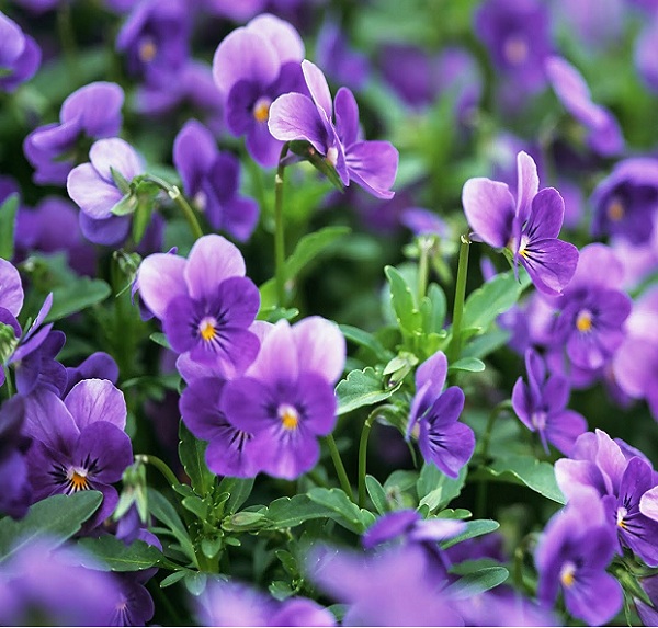 Hạt giống hoa violet - gói 0,1 gam