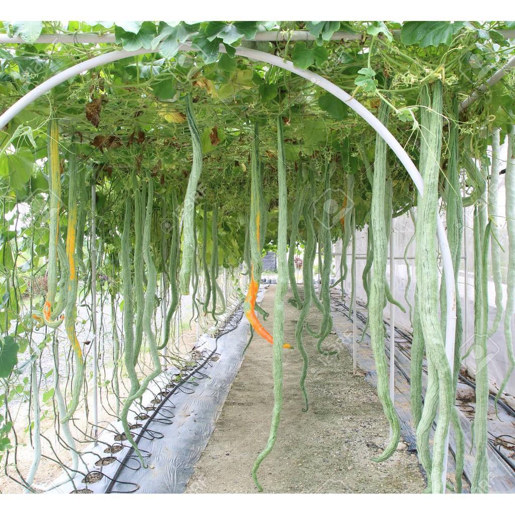Hạt giống mướp quả dài, mướp rắn cao sản F1 5 hạt/ gói