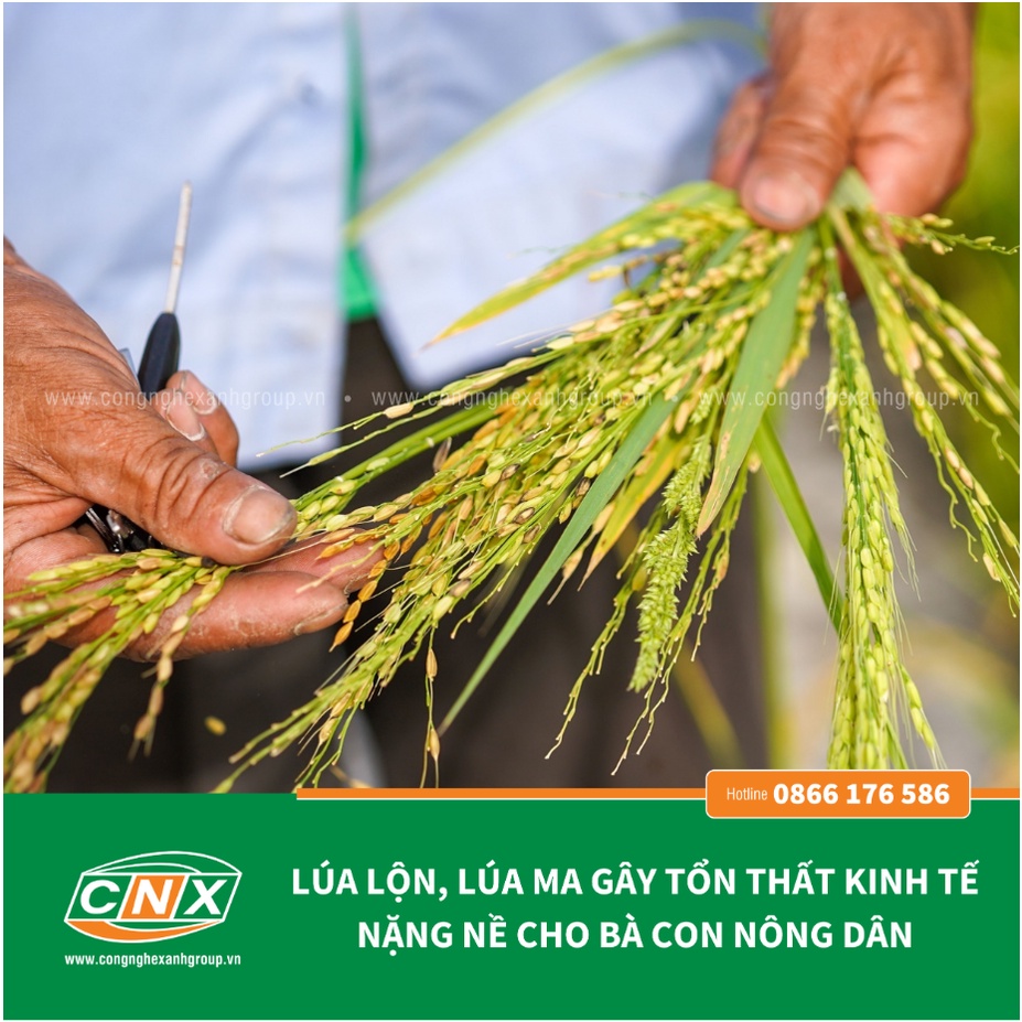 Chế phẩm sinh học EVIN quản lý lúa ma, lúa lộn, lúa 2 tầng, lúa cơi hiệu quả, an toàn, giúp ra rễ mạnh  - CNX 500G