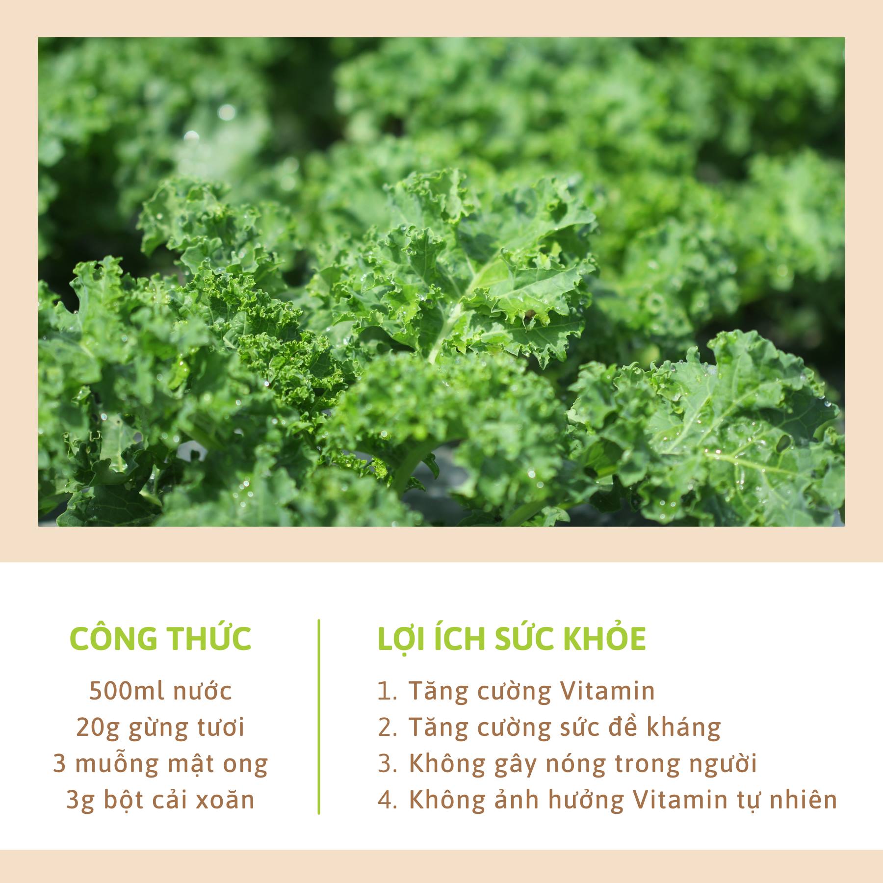 [DALAHOUSE] Bột Cải Xoăn (Kale Powder) - hộp thiếc 150 gram