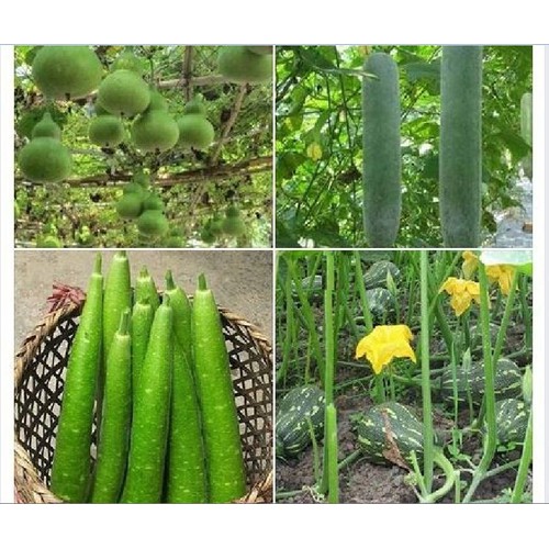 Combo 4 gói hạt giống bầu bí- ( bí hạt đậu +  bầu hồ lô + bí xanh dài + bầu sao )