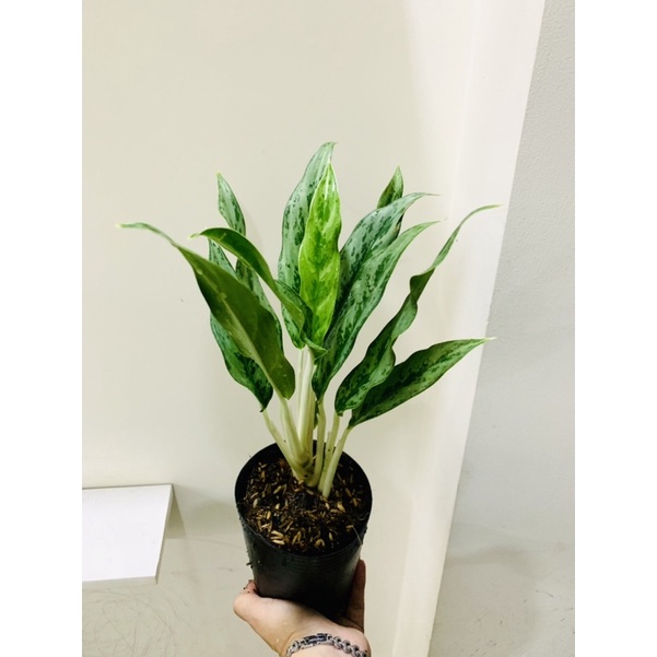 Cây giữ tiền Thái lá nhỏ