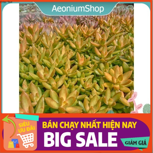 Sen Đá Lửa Mini, Xuất Xứ Đà Lạt, Lỗi 1 Đổi 1 ❣️