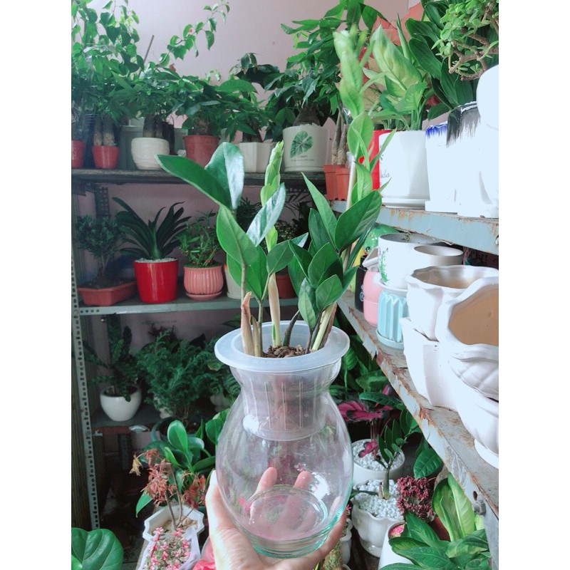[HCM]Chậu Cây Kim Tiền Thái Thuỷ Sinh