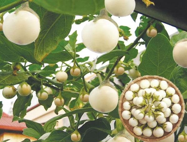 Hạt giống cà pháo trắng - 2gr