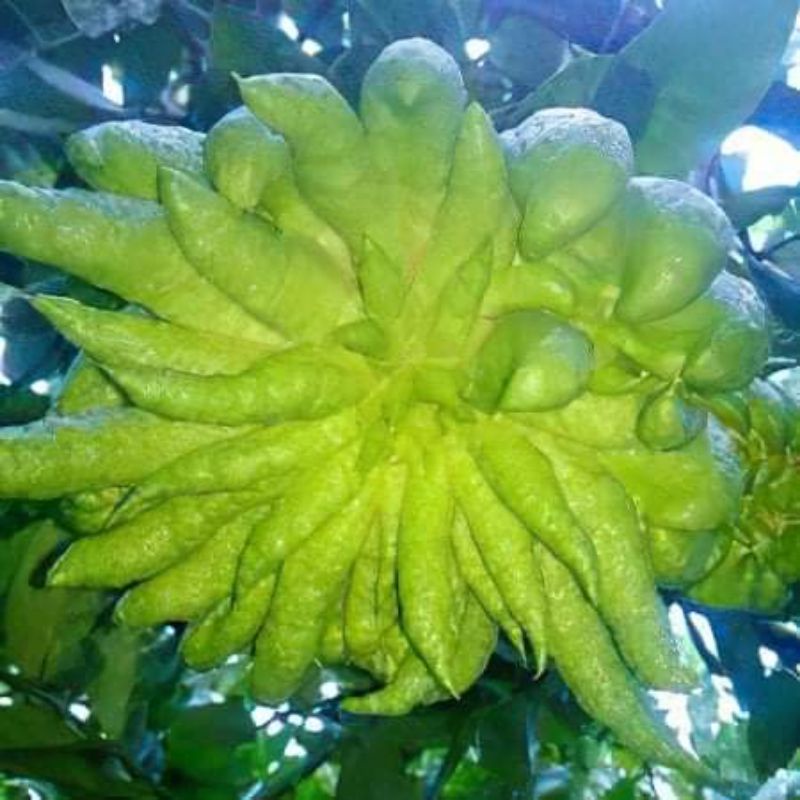 Cây giống phật thủ siêu trái (siêu sớm)